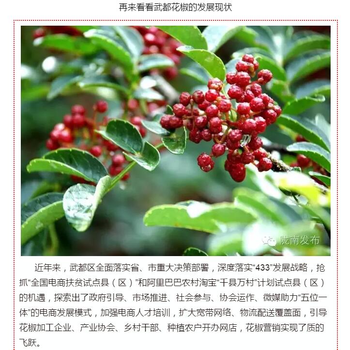 5.28億！一場(chǎng)盛會(huì )，武都花椒“火”了