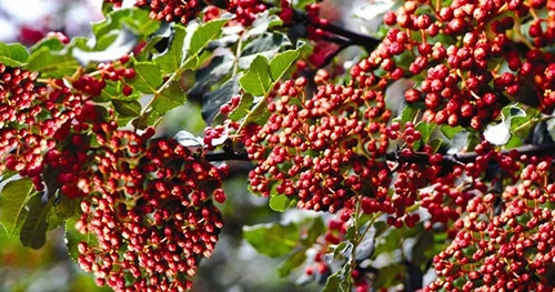 2019武都花椒產(chǎn)銷(xiāo)對接（電商）洽談會(huì )在階州廣場(chǎng)隆重開(kāi)幕~